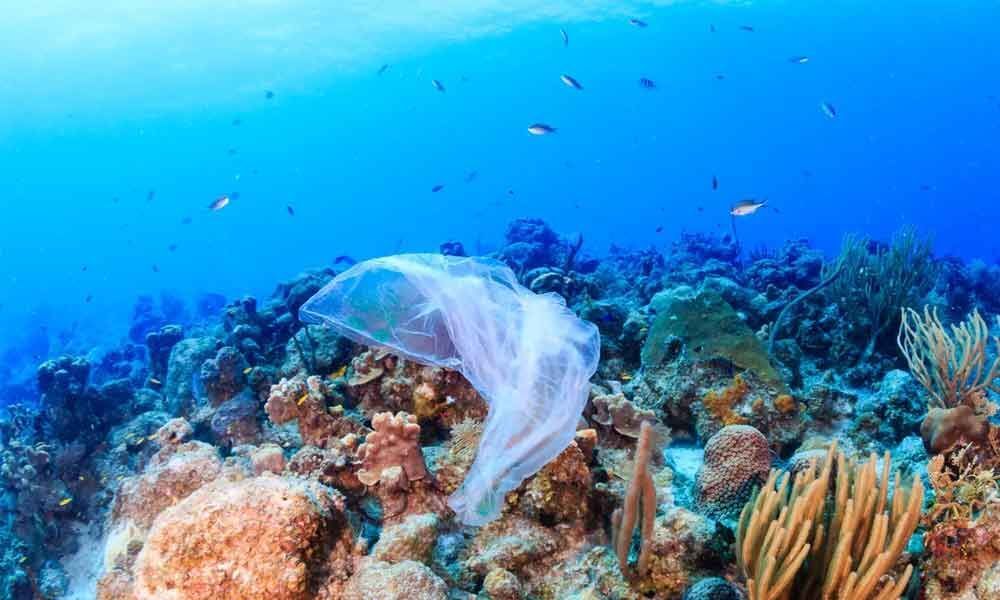 5 ways we can save our oceans now!