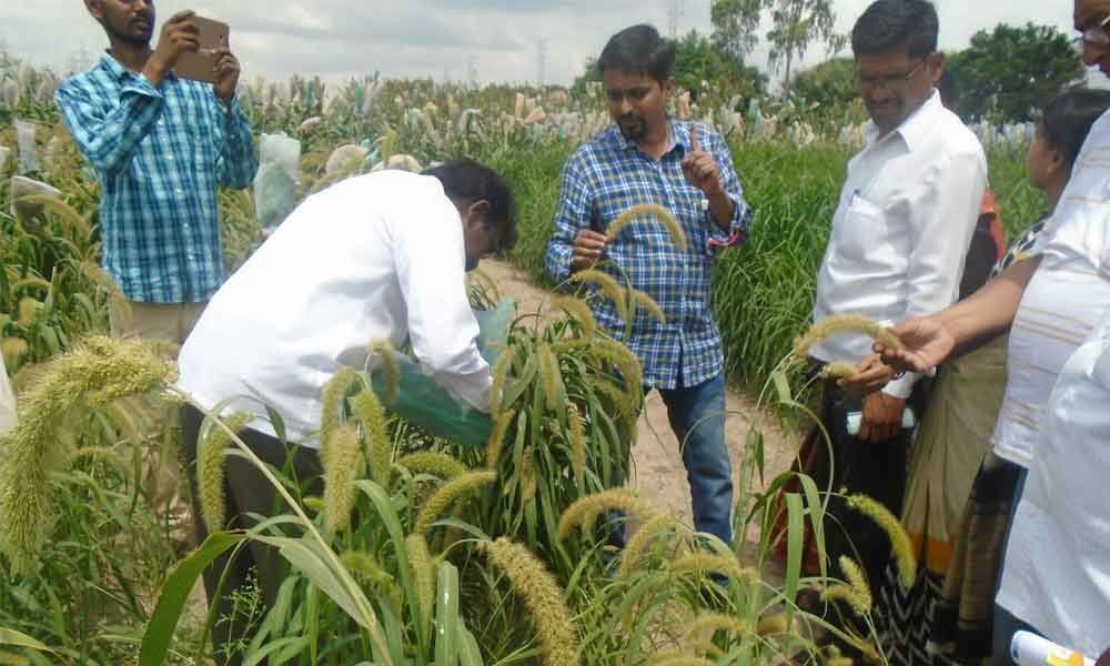 Boosting organic farming the Khadyam way