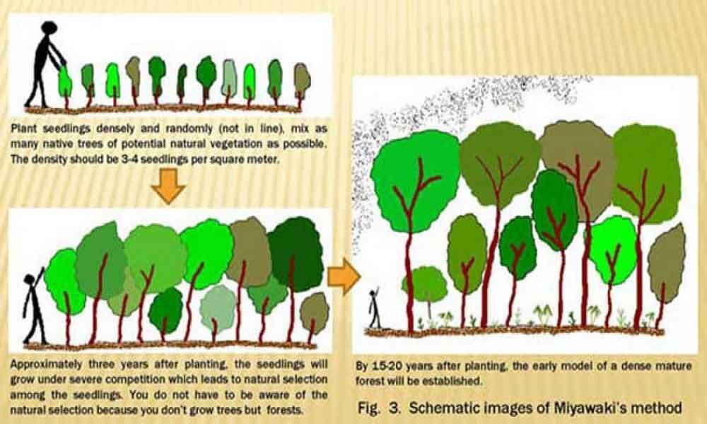 GHMC in talks to create mini-dense forests in city