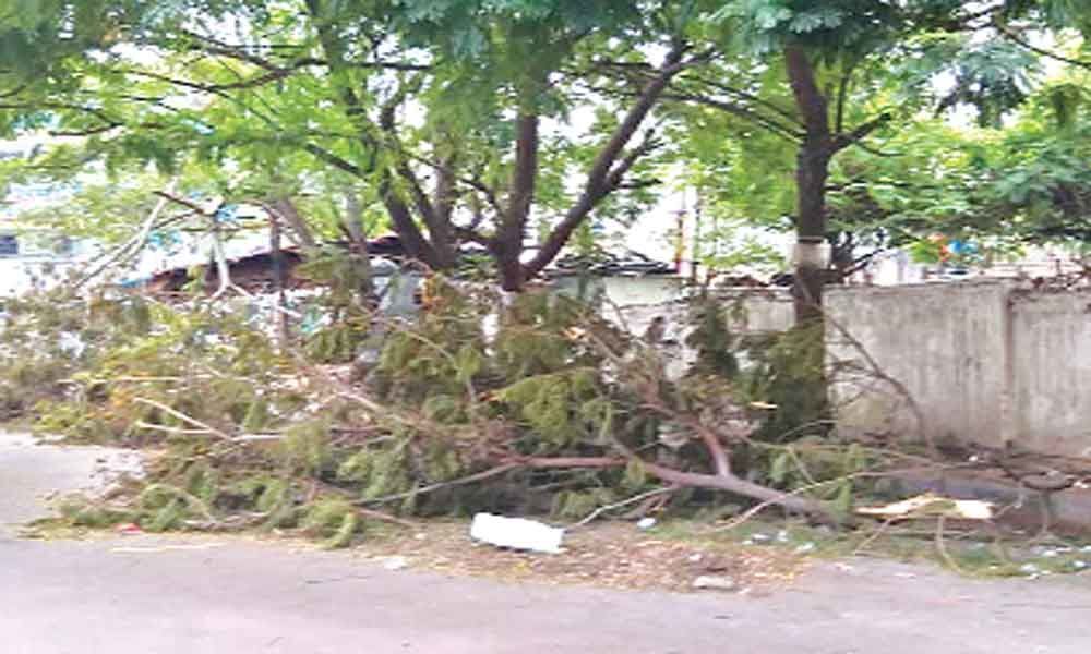 Pleas to clear uprooted trees in Tarnaka