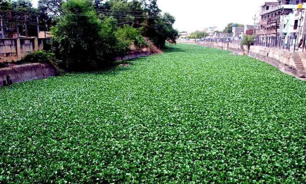 Residents dump garbage in Kurnool-Cuddapah Canal