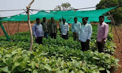 MPDO Venkat Reddy inspects nurseries