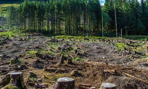 Green issues and elections