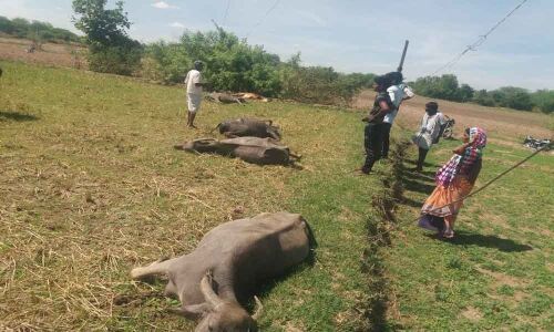 4 buffaloes, one calf electrocuted