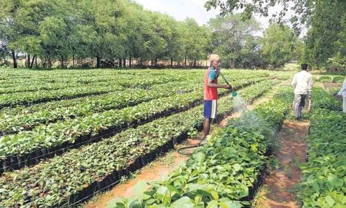 Focus on Haritha Haram in Warangal
