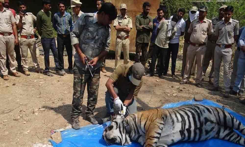 Hunter becomes the hunted: Tigers battle for survival