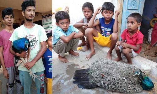 Villagers caught injured Peacock in Nandikotkur