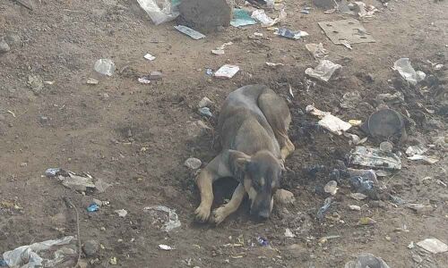 Dumping garbage on roadside
