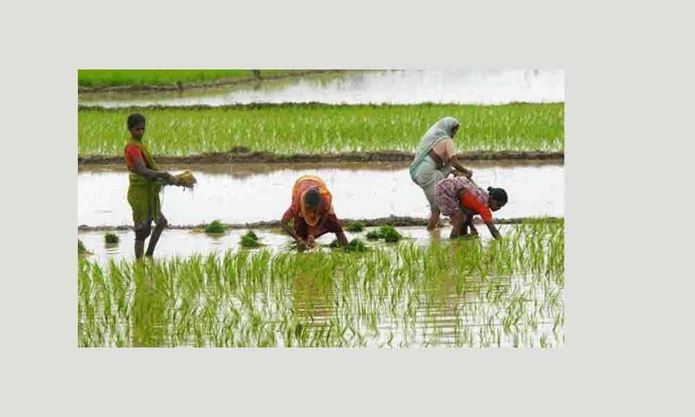 Vikarabad : Ryots await rains; many sow seeds for Kharif