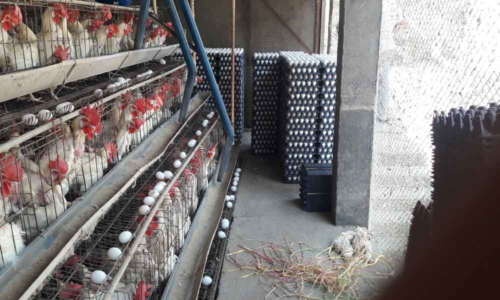 Battery cages in poultry farms a worrisome trend
