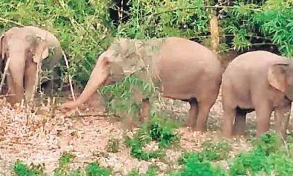 Two injured in elephants attack in Srikakulam district