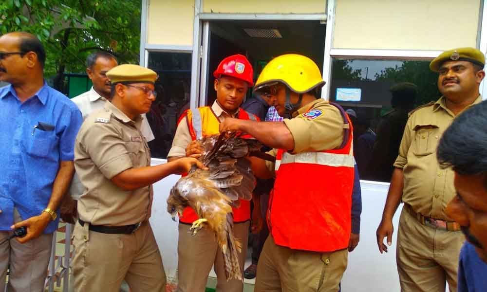 Disaster Response Force personnel rescue eagle caught in manja