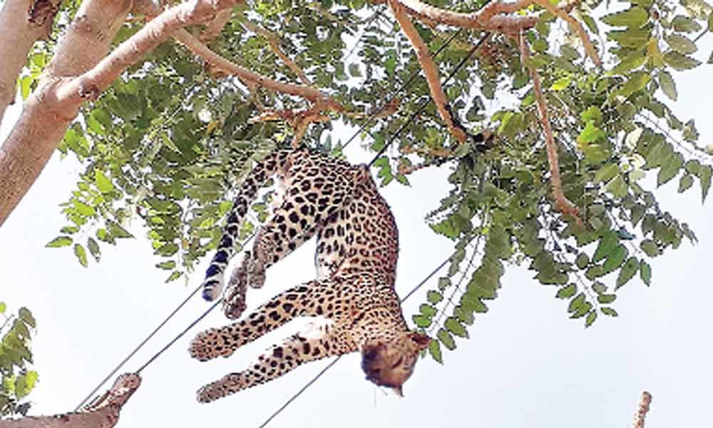 Leopard electrocuted in a Haryana village