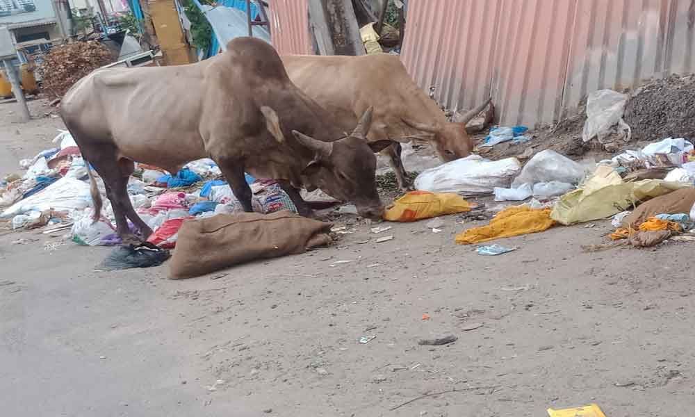 Garbage residues take toll on animals