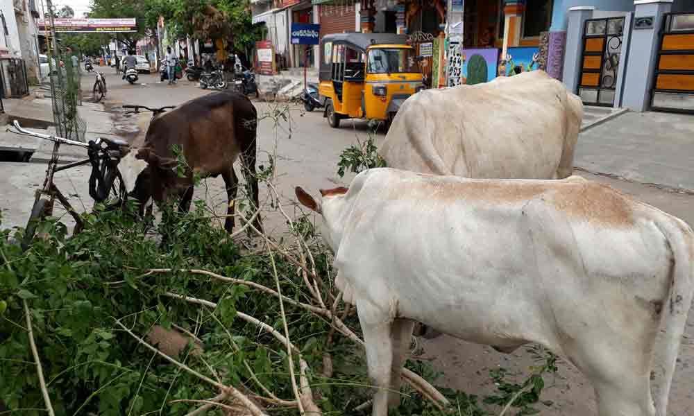 Stray cattle menace on rise in Kakinada