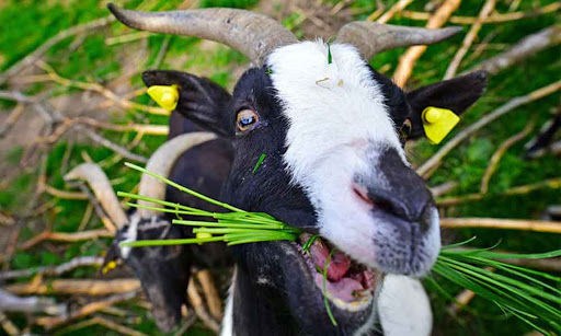 Why dirt-eating goats never need to visit the dentist