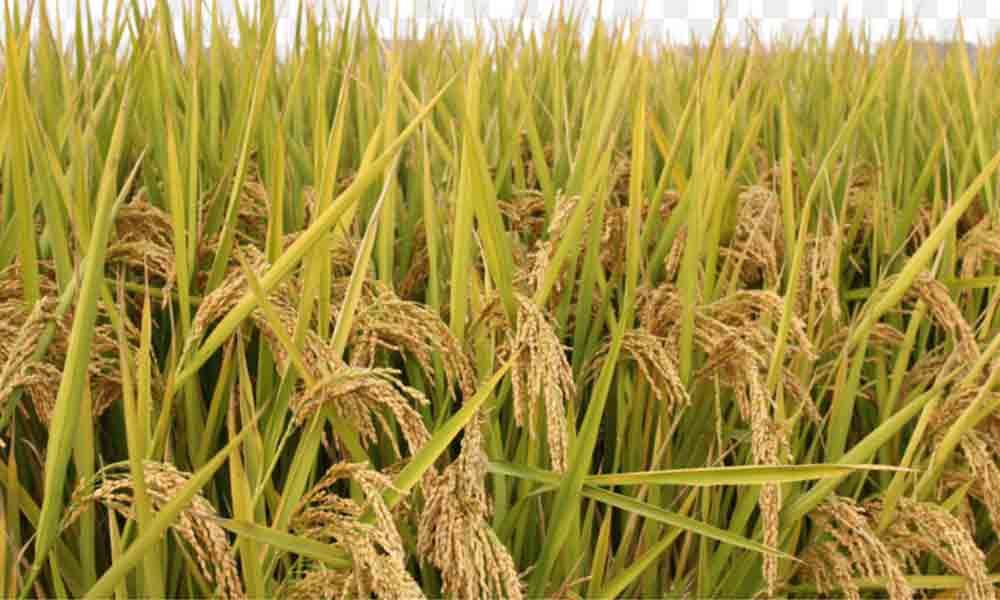 Vijayawada: Agriculture department prepares action plan for kharif season