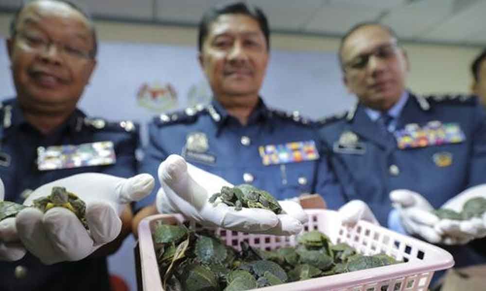 Four Indians arrested in Malaysia for smuggling turtles, drugs