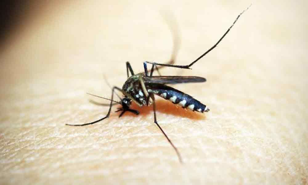Toxins from botox family could cure malaria