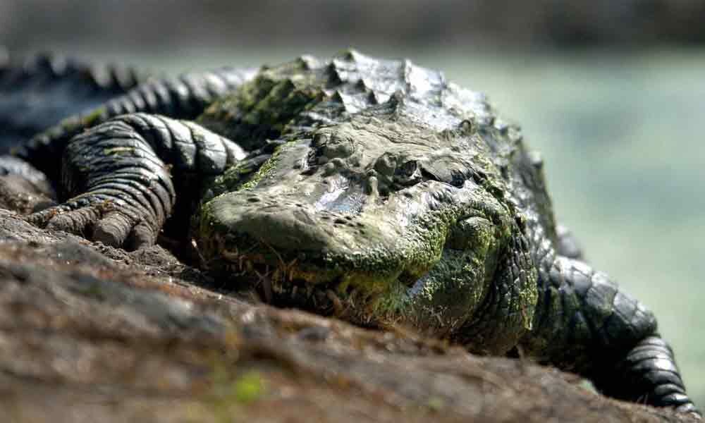 Crocodiles were once vegetarians