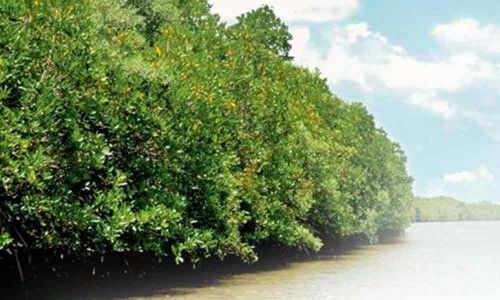 Bullet train station in Thane to be reworked to save mangroves: Authority