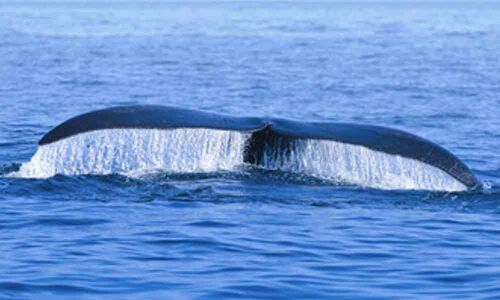 Endangered whales found dead in Canadian waters