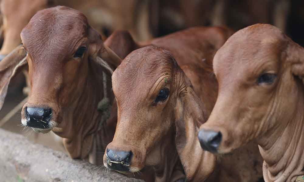 Cows at Raj Bhavan, Jharkhand CM residence faces fodder crisis