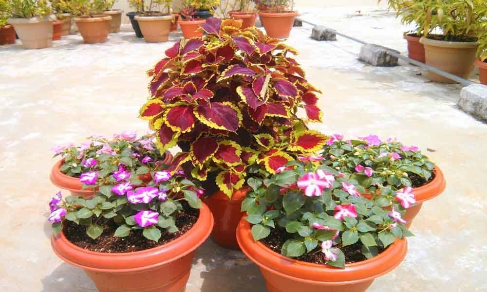 Mother-son duo promoting soil-less gardening