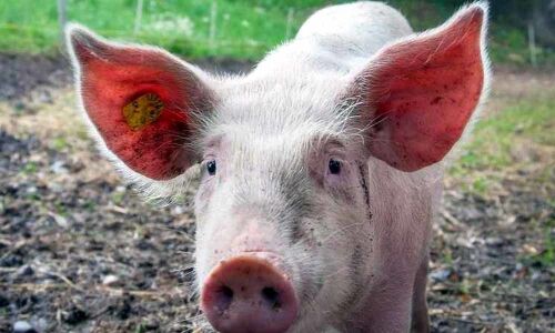 Vietnam culls over 2.84 million pigs amid African swine fever spread