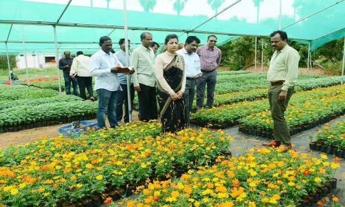 Officials told to distribute saplings to every house