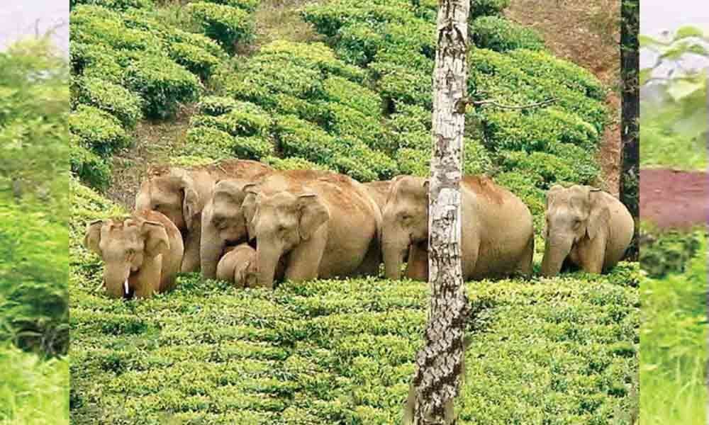 Elephant corridor proposed in agency area in Srikakulam