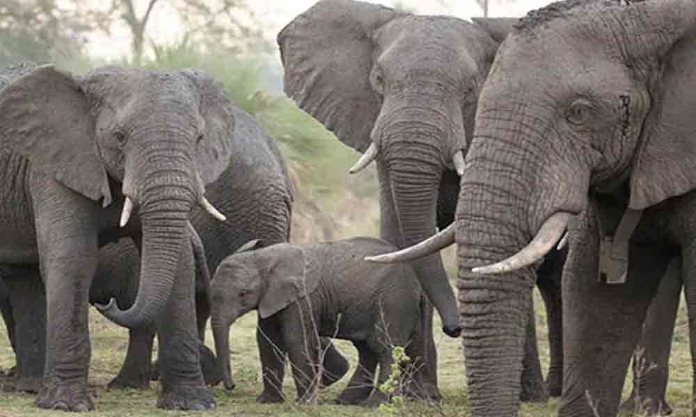 Mom, daughter killed by elephants