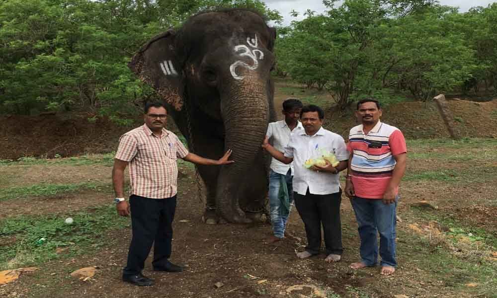 Jumbo from Karnataka to take part in Bonalu processions