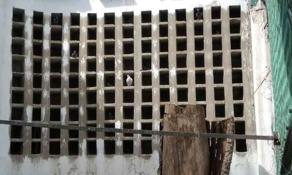 Keeping tradition of feeding pigeons alive