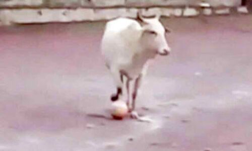 Video of cow playing football in Goa has left Twitterverse in splits