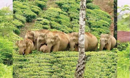 Elephant corridor proposed in agency area in Srikakulam