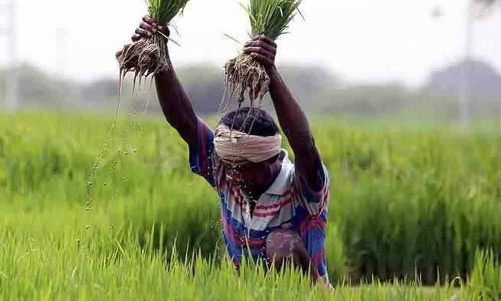 Uptick in rice demand cheers Indian farmers