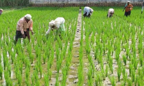 Himachal Pradesh promoting natural farming: Jai Ram Thakur