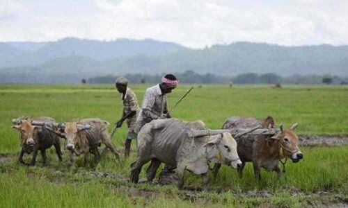 Economic Survey calls for new policies to improve water efficiency in farm sector