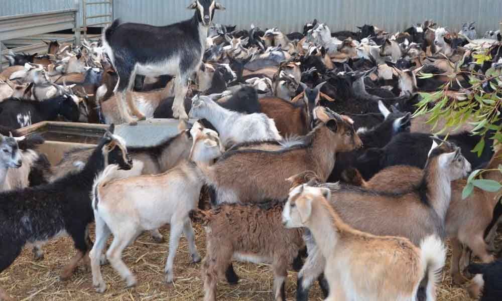 One killed, 30 goats stolen in Kurnool district