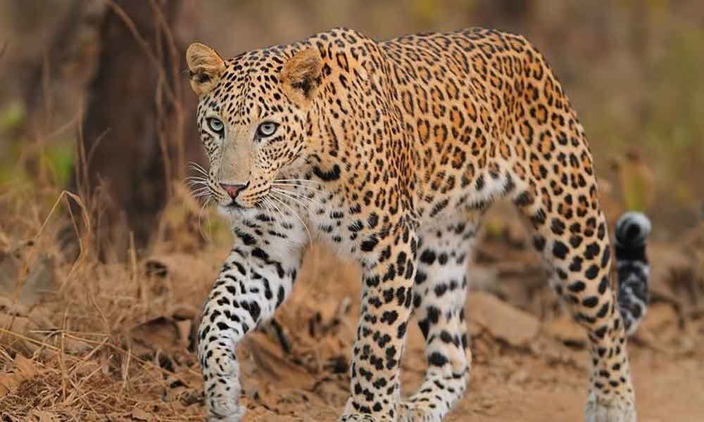 Bihar man killed by leopard in Uttarakhand