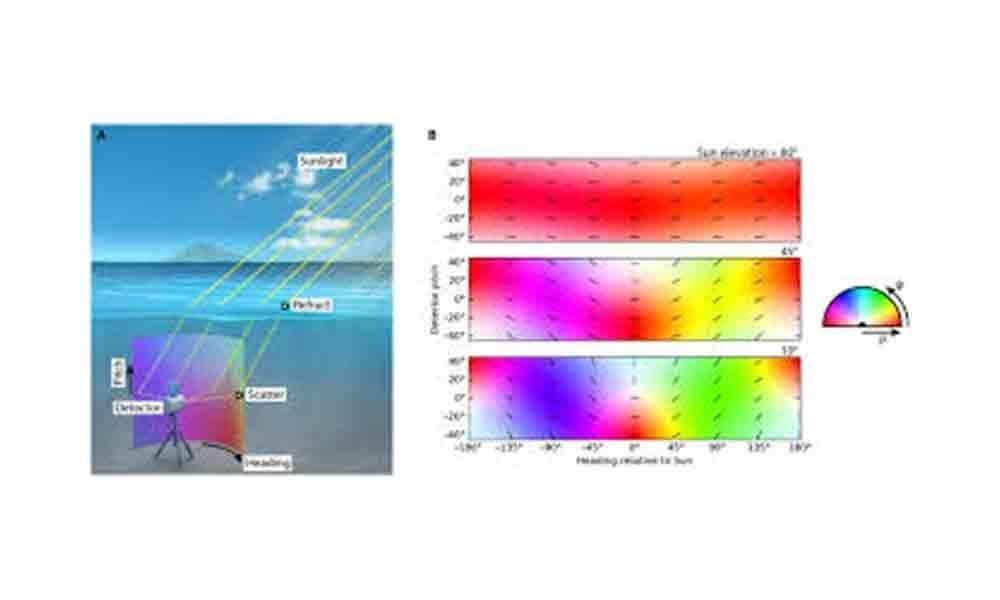 Scientists develop camera to see polarised light