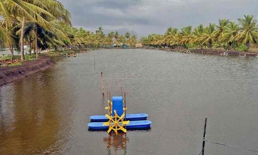 Illegal aquaculture on rise in East Godavari
