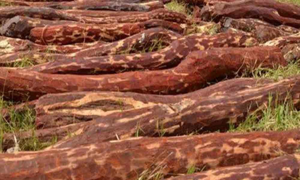 10 held; red sanders logs worth 5 lakh seized