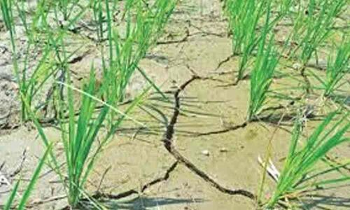 Scanty rainfall hits kharif operations in Srikakulam