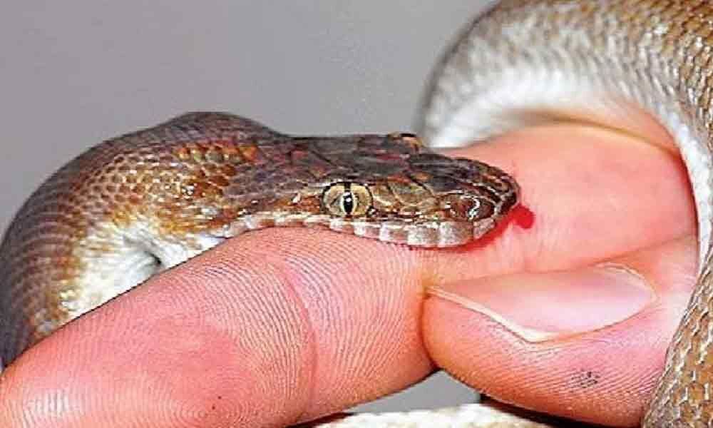 Man dies from snake bite in Nalgonda