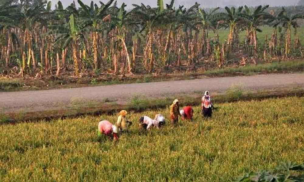 Delta farmers cry foul over joint water plans with Telangana State