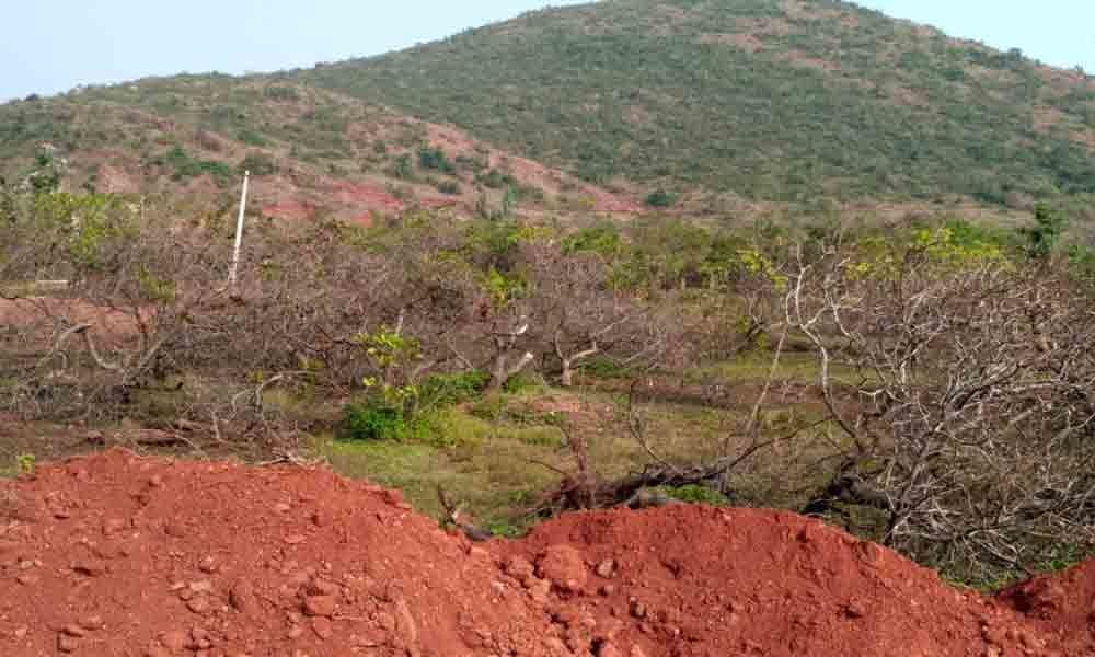 Cyclones hit cashew nut yield in Uddanam