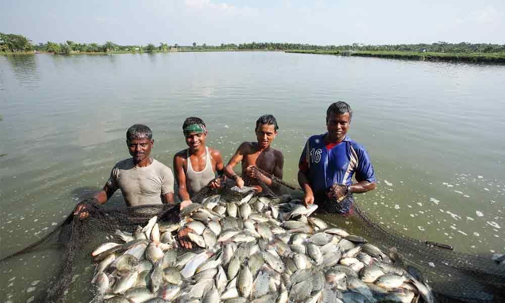 Fish farmers all smiles as aquaculture goes hi-tech