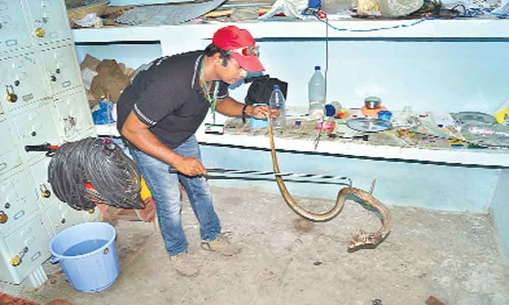 Come monsoon, more snakes spotted in city